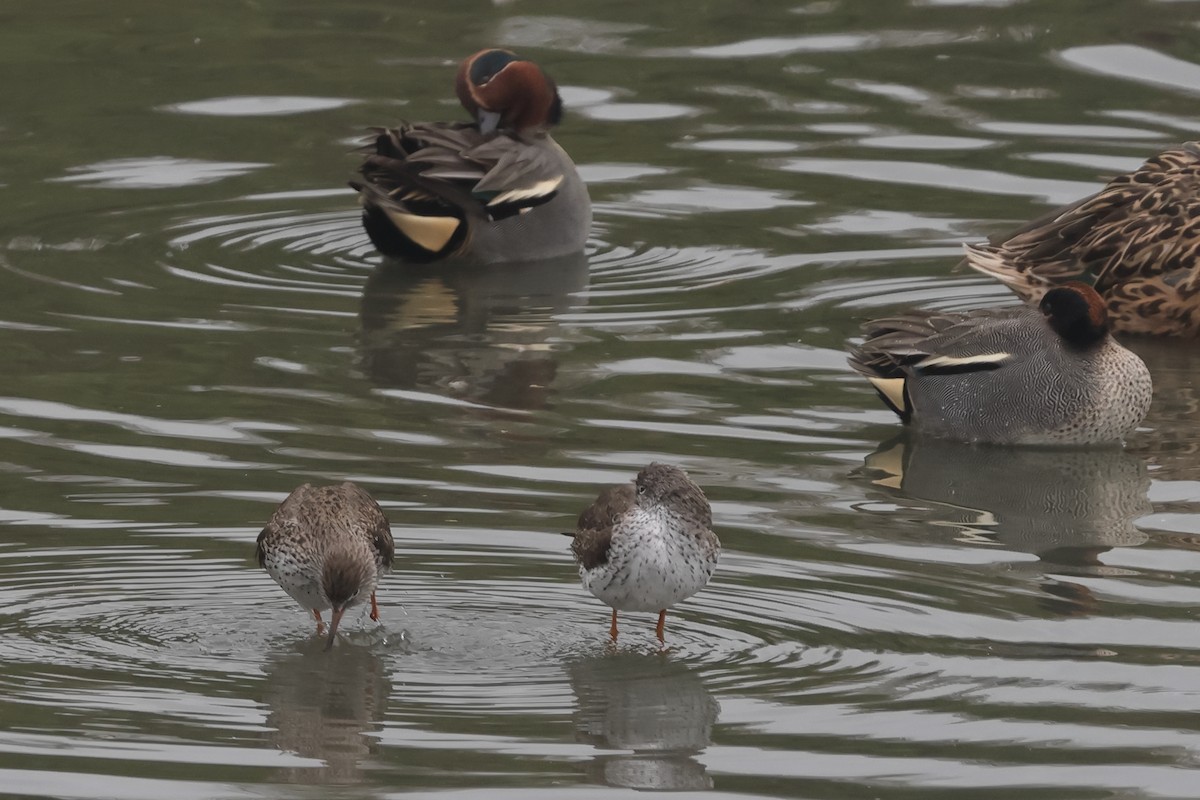 Common Redshank - Fabio Olmos