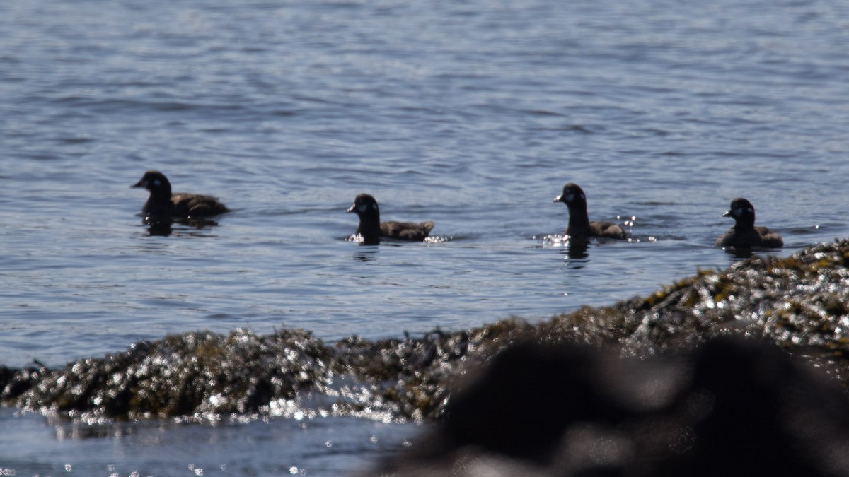 Harlequin Duck - ML618279227