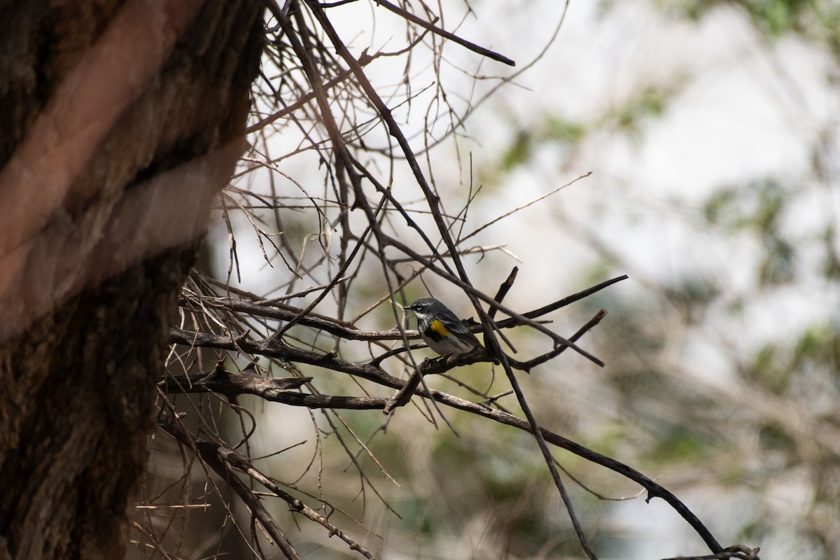 Yellow-rumped Warbler - Chad Remley