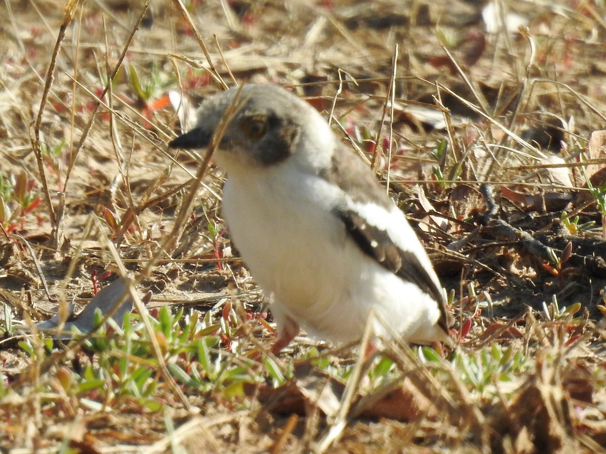 White Helmetshrike - Clare Mateke