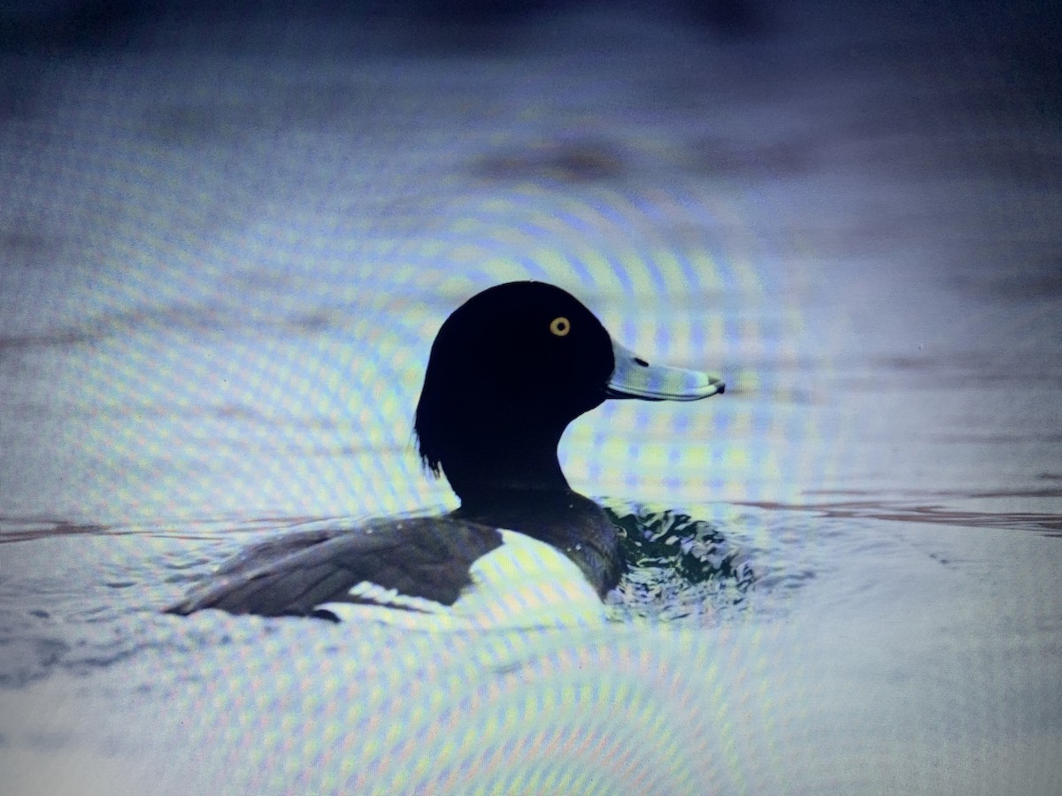 Tufted Duck - Mahmoud Elshamy