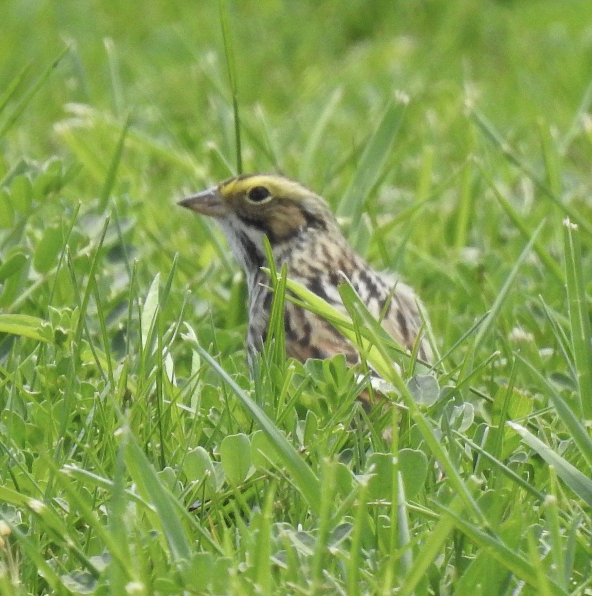 Savannah Sparrow - T C