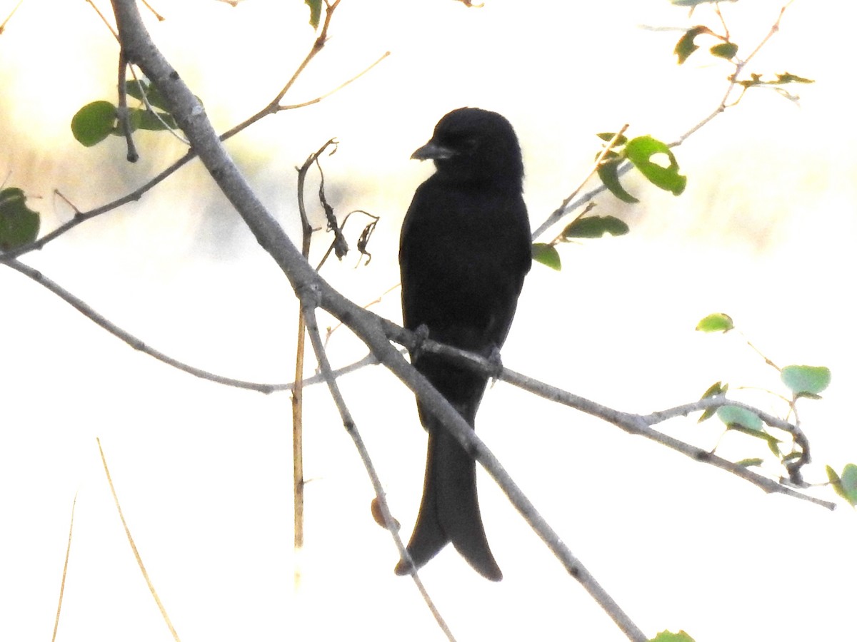 Drongo Ahorquillado - ML618279315