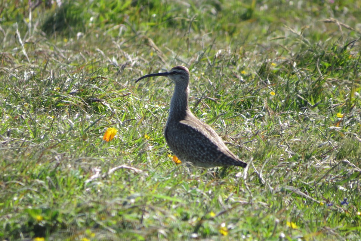 Whimbrel - Corinne Williams