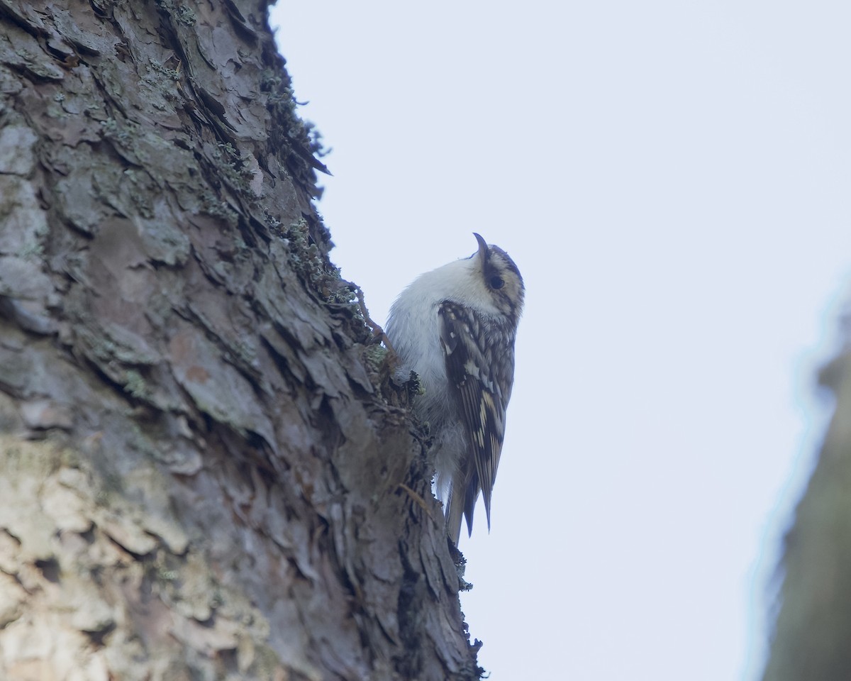 Eurasian Treecreeper - Terence Degan