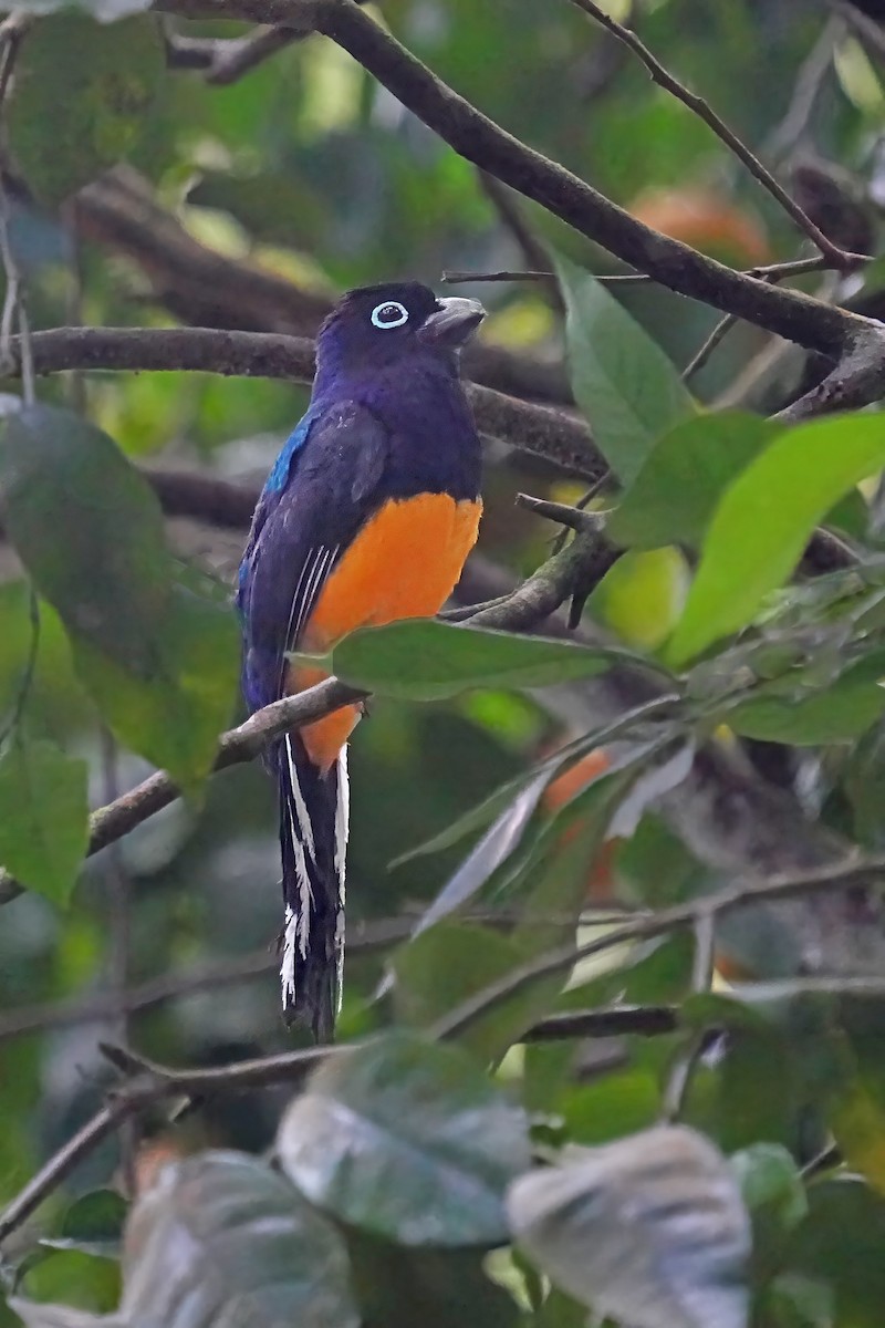 Green-backed Trogon - Alan Lenk