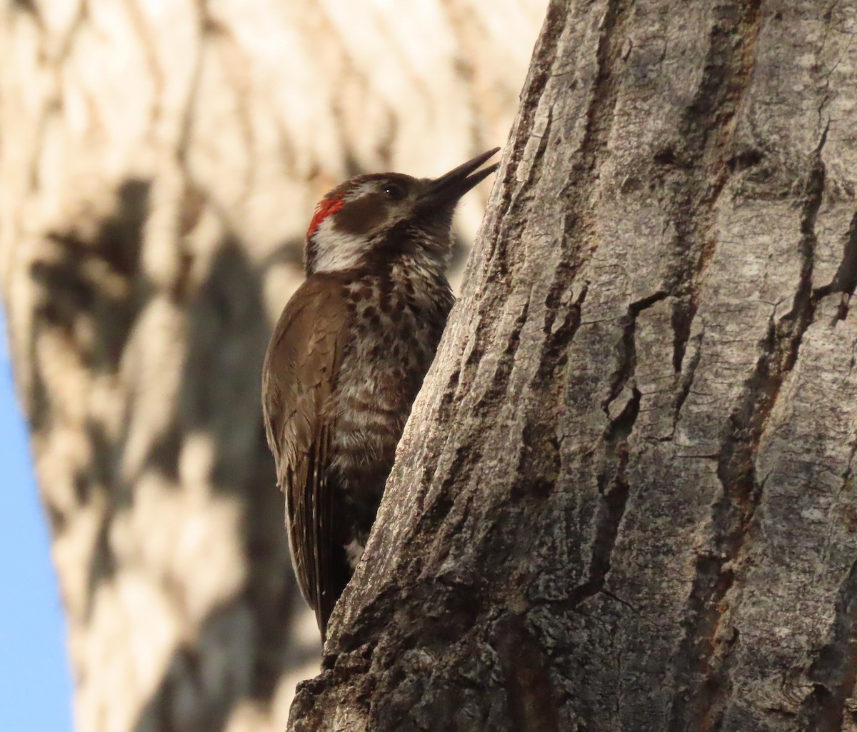 Arizona Woodpecker - Mark Stevenson