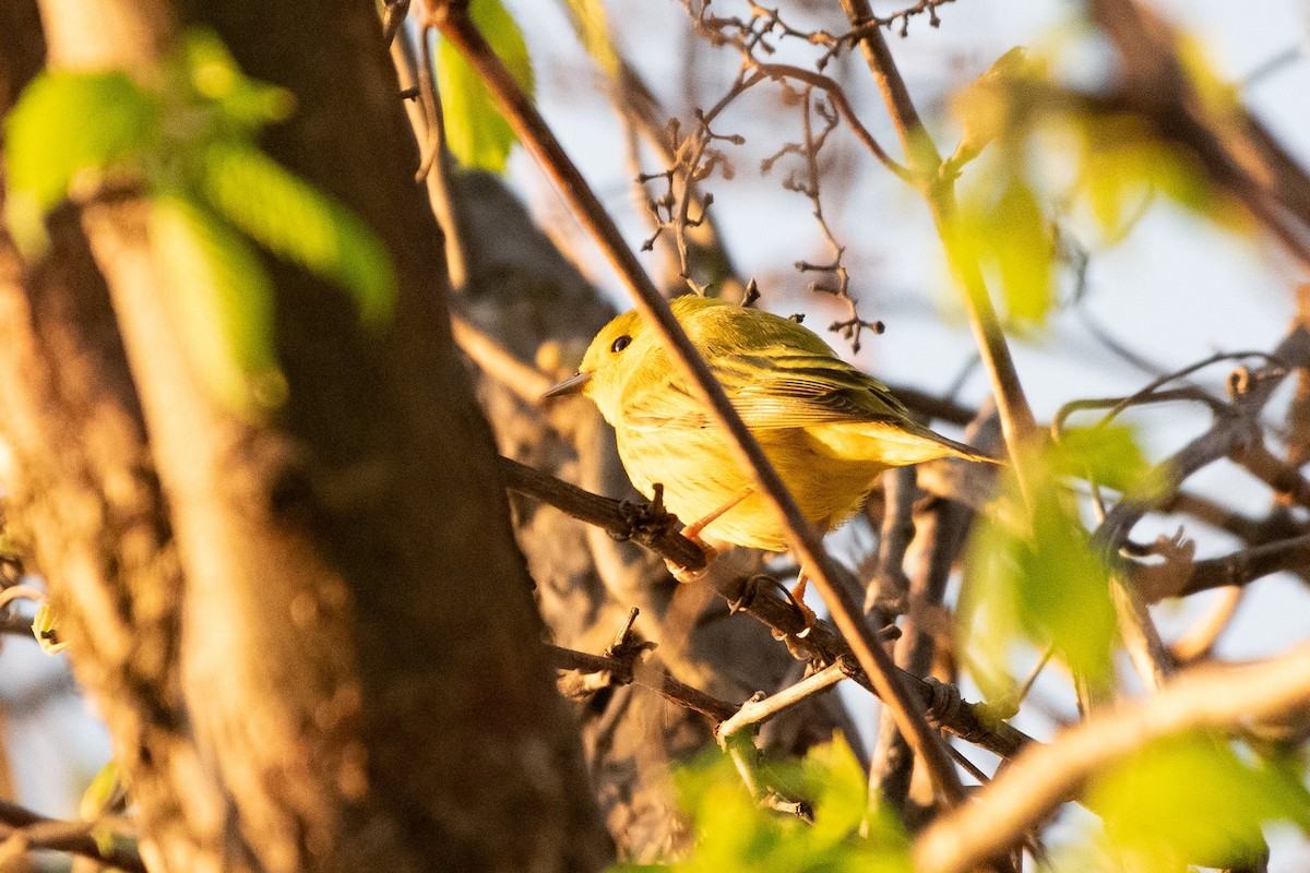 Yellow Warbler - Liz Klinger