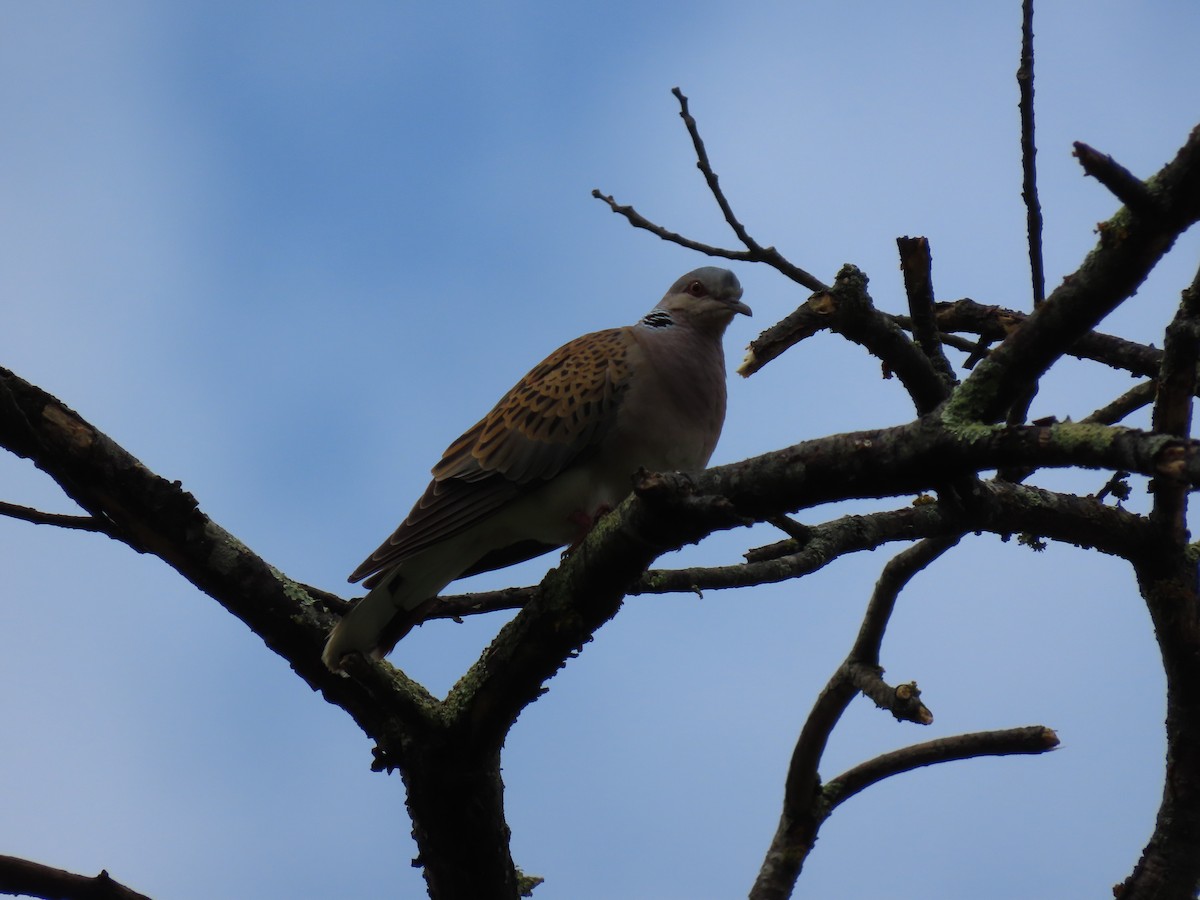 European Turtle-Dove - ML618279440