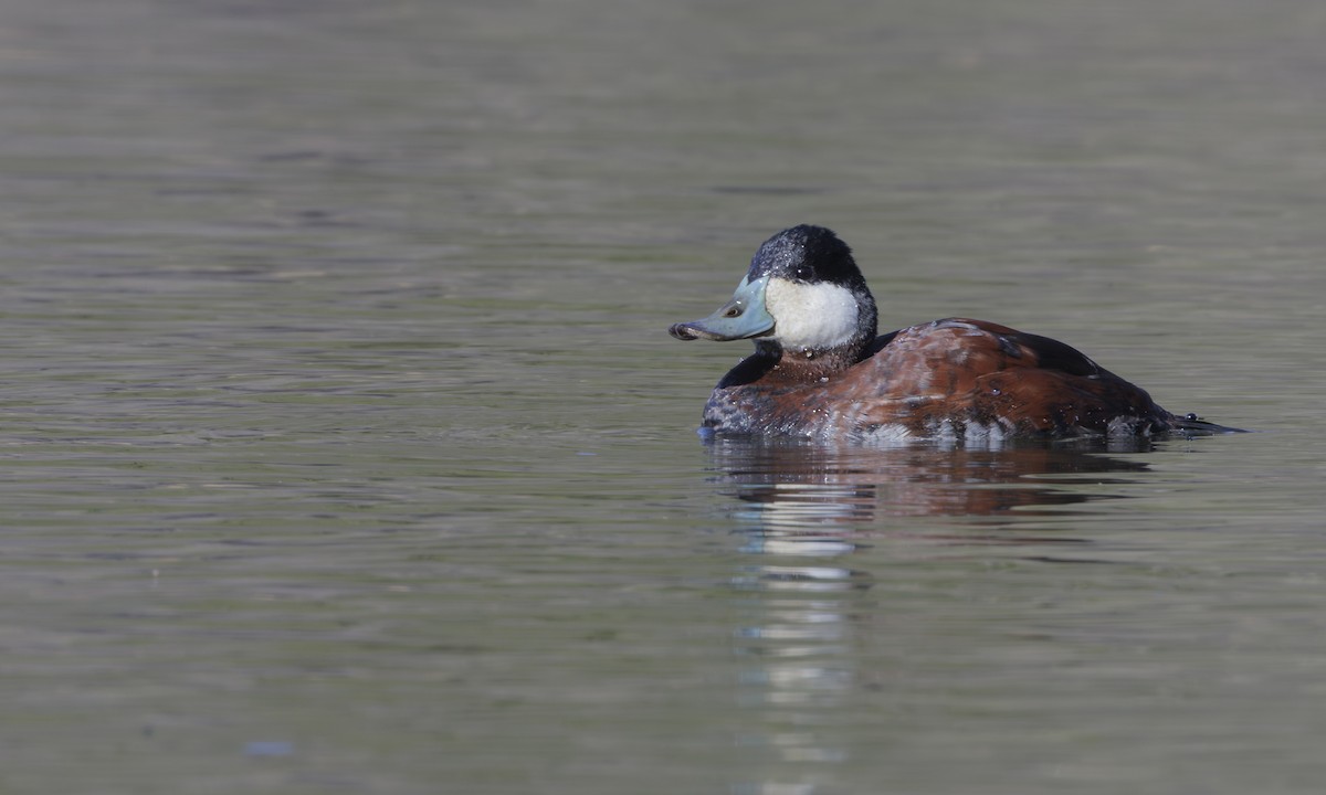 Ruddy Duck - Steve Kelling