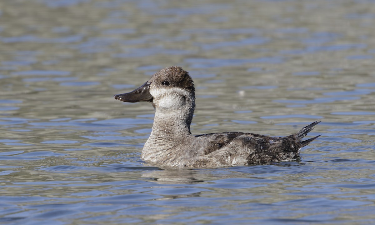 Ruddy Duck - Steve Kelling