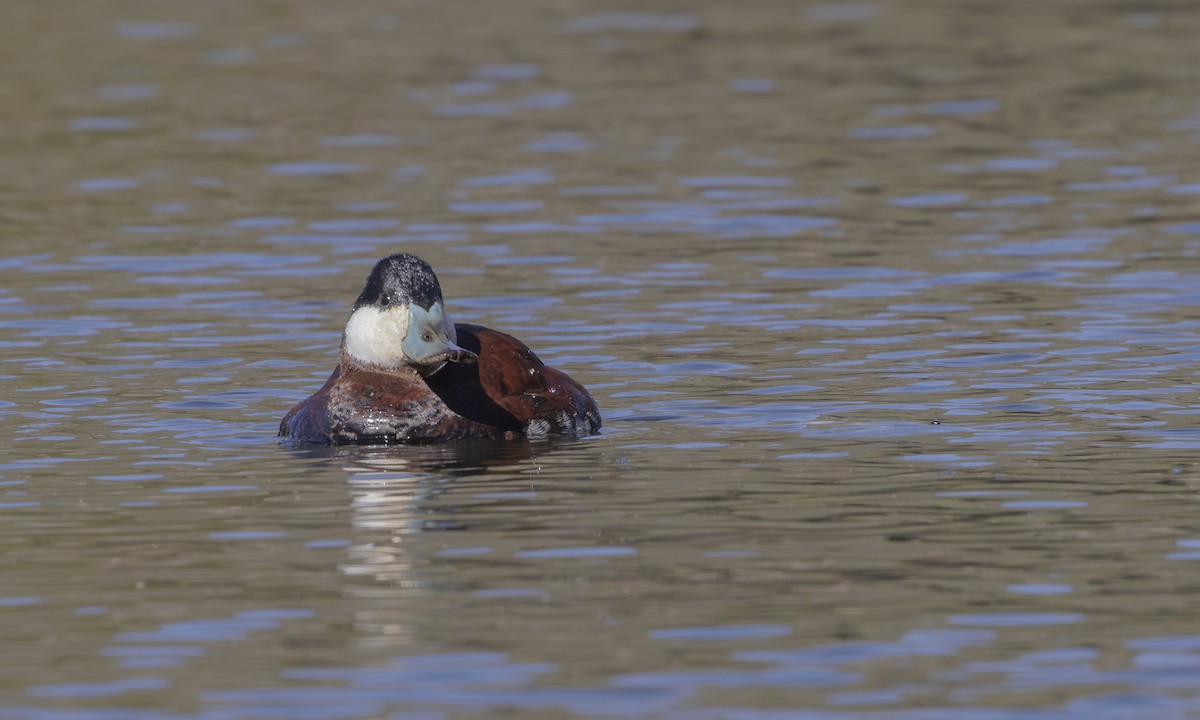 Ruddy Duck - Steve Kelling