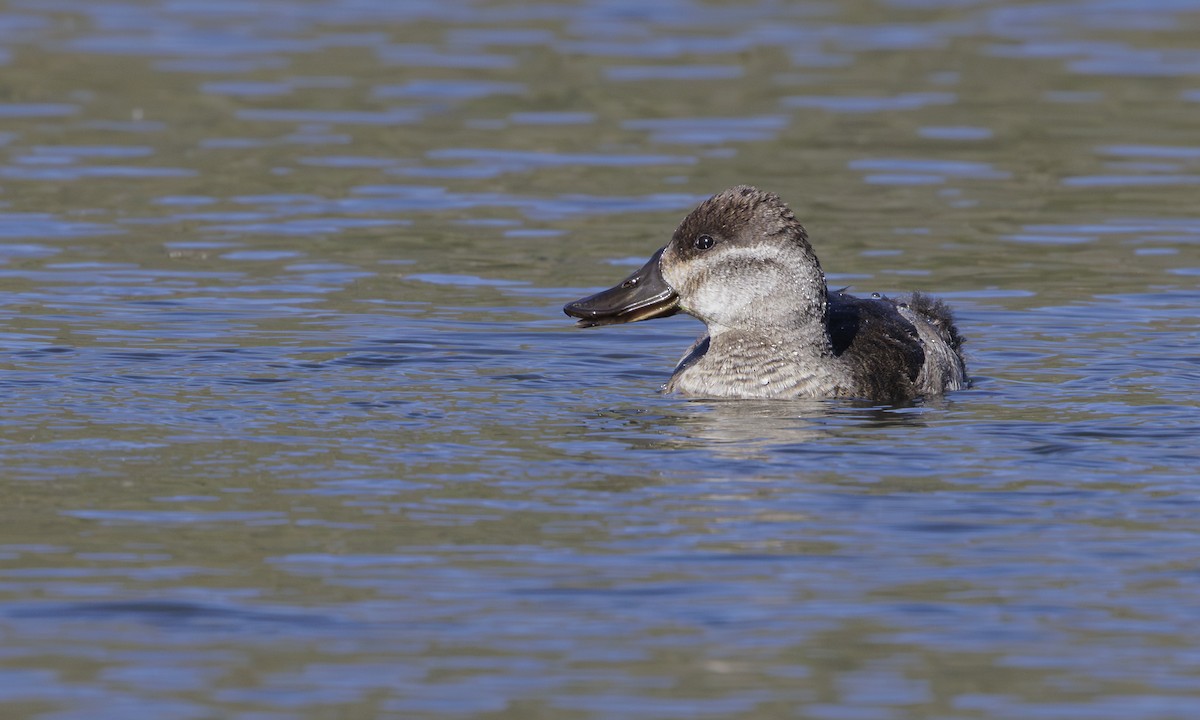 Ruddy Duck - Steve Kelling