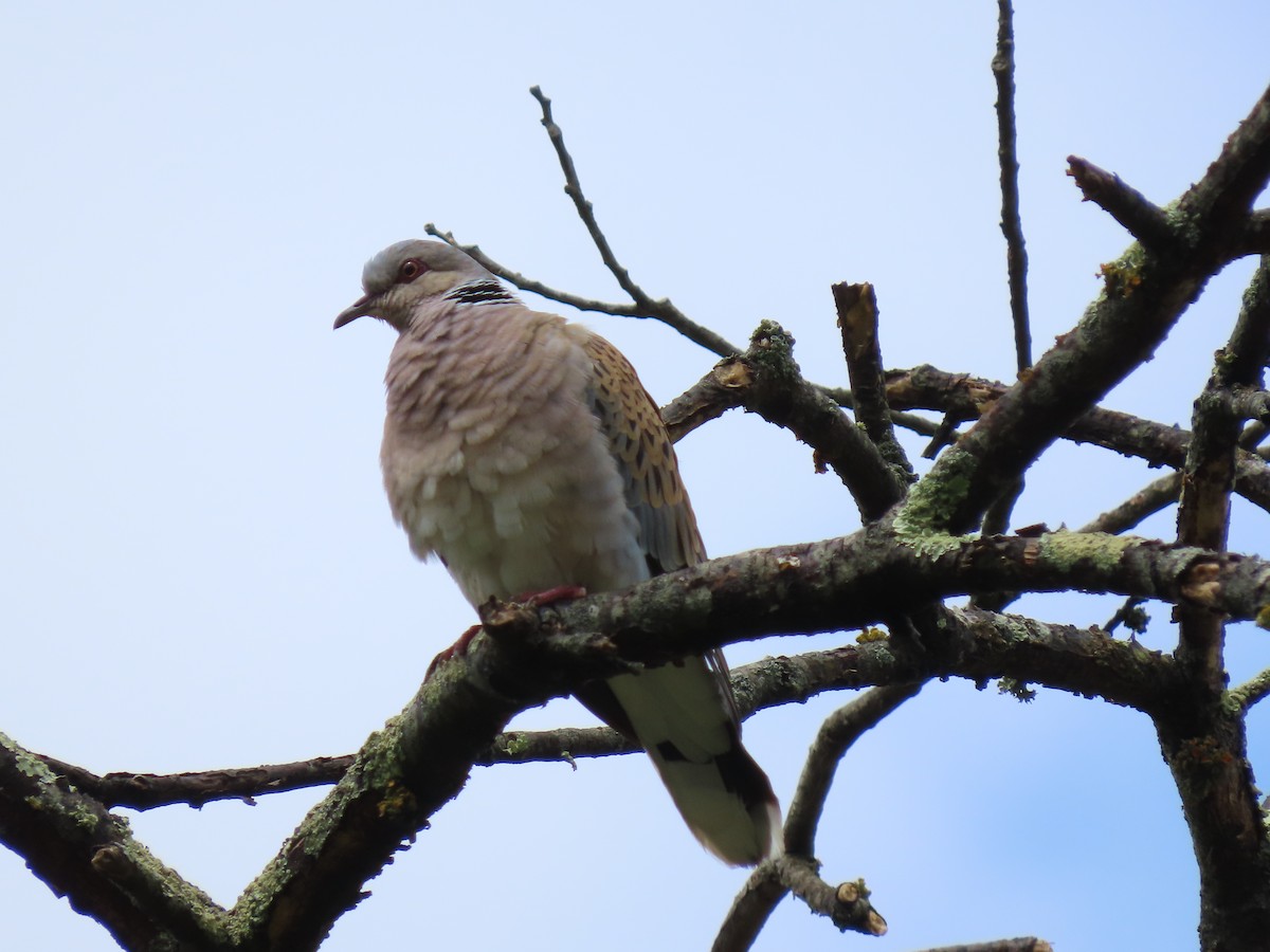 European Turtle-Dove - ML618279462