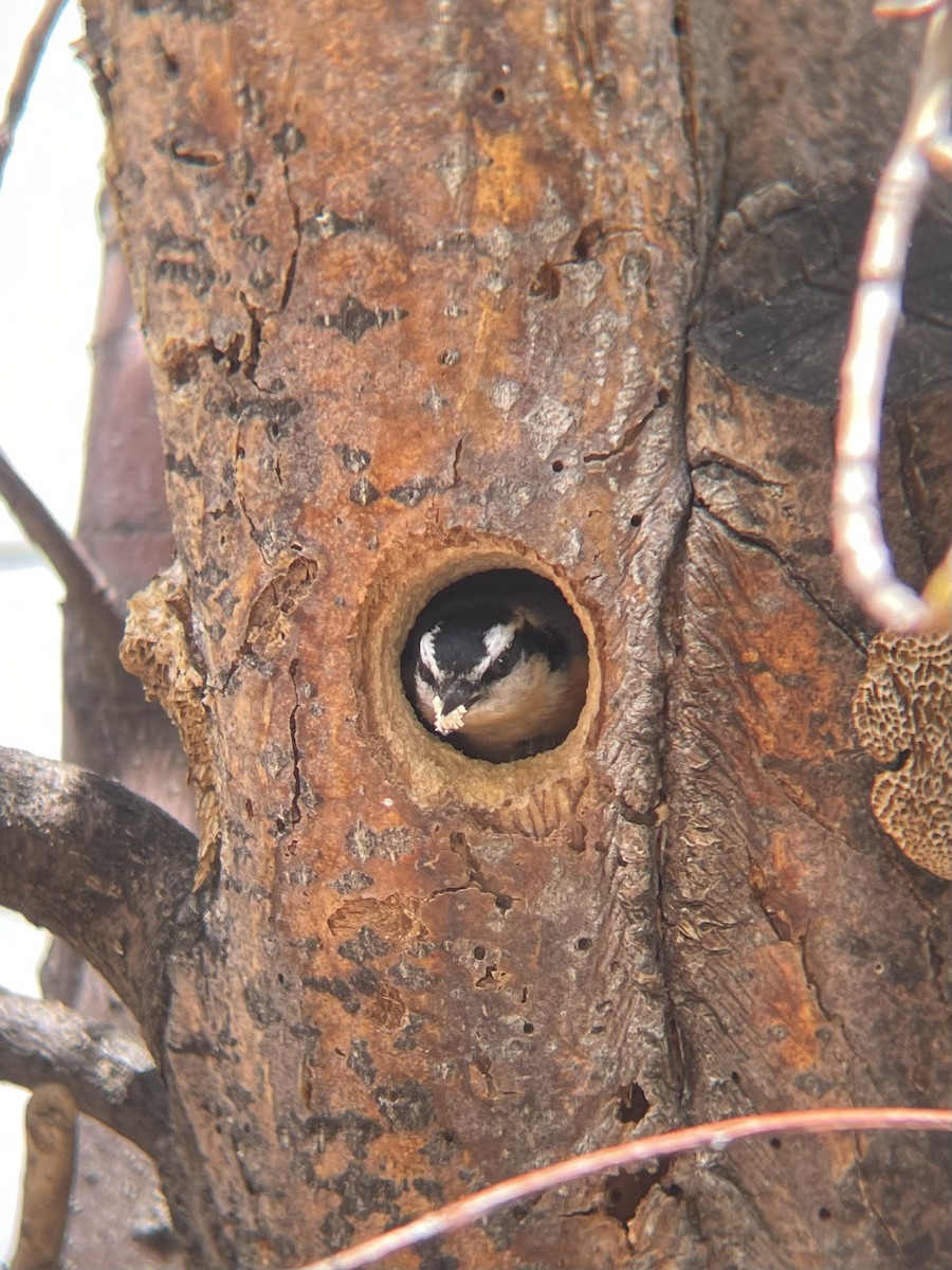 Red-breasted Nuthatch - ML618279480