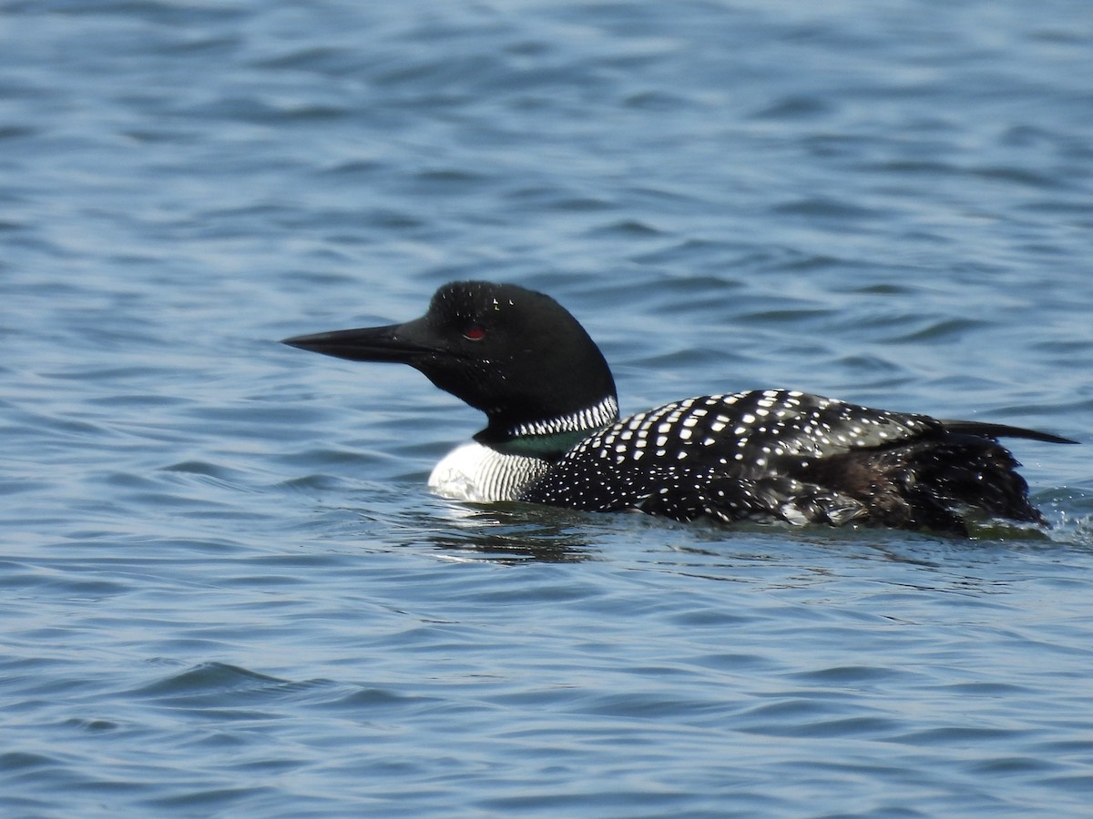 Common Loon - ML618279491