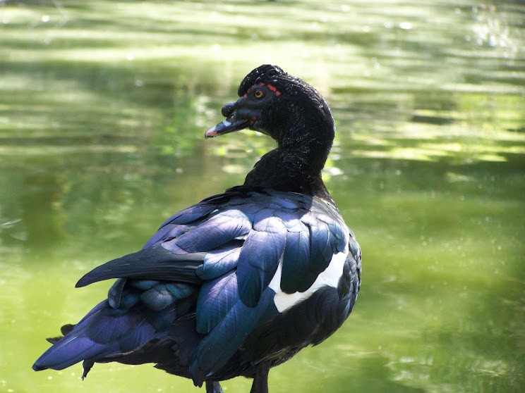 Muscovy Duck (Domestic type) - Juan Pedro Medina