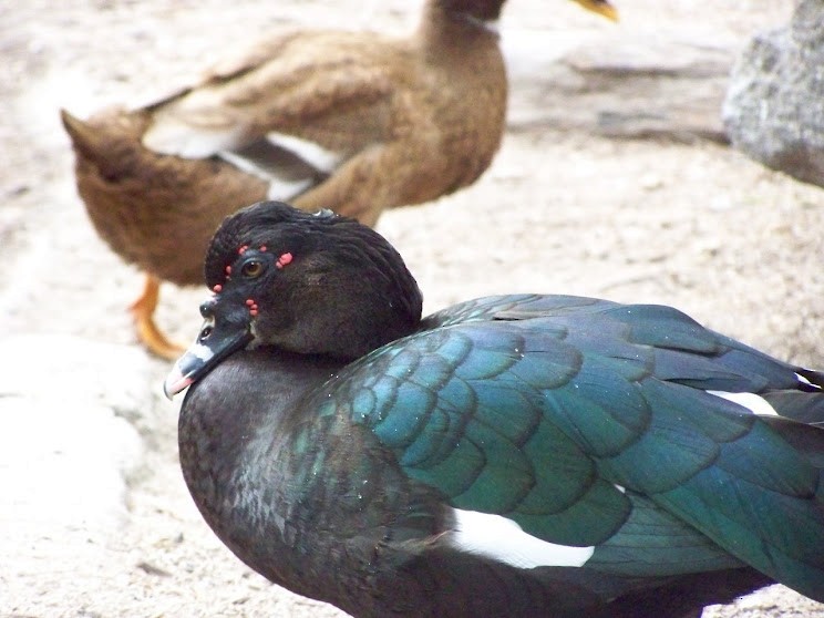 Muscovy Duck (Domestic type) - Juan Pedro Medina