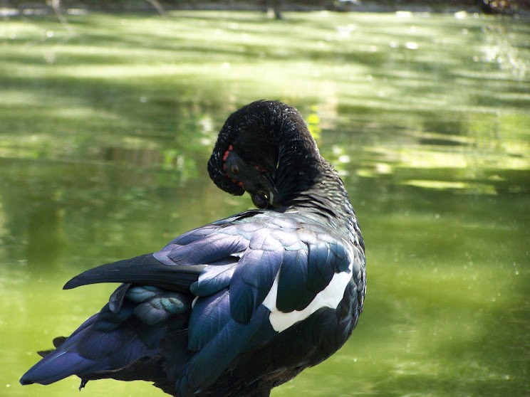 Muscovy Duck (Domestic type) - Juan Pedro Medina