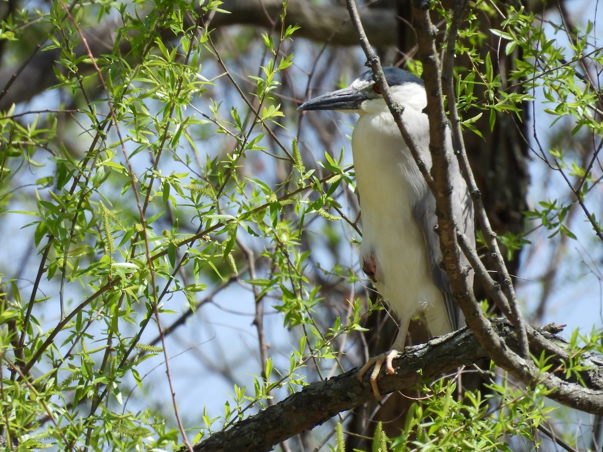 Black-crowned Night Heron - jeffrey kramer