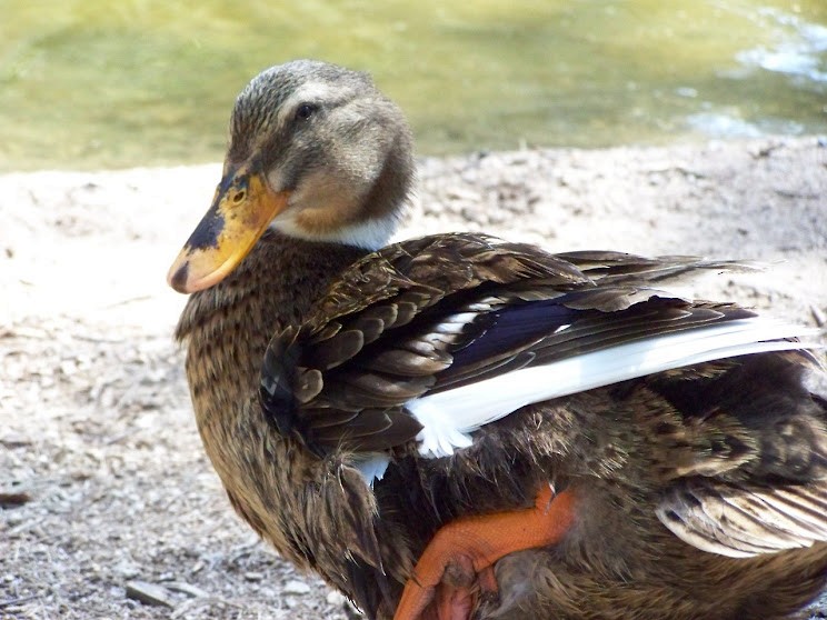 Mallard (Domestic type) - Juan Pedro Medina