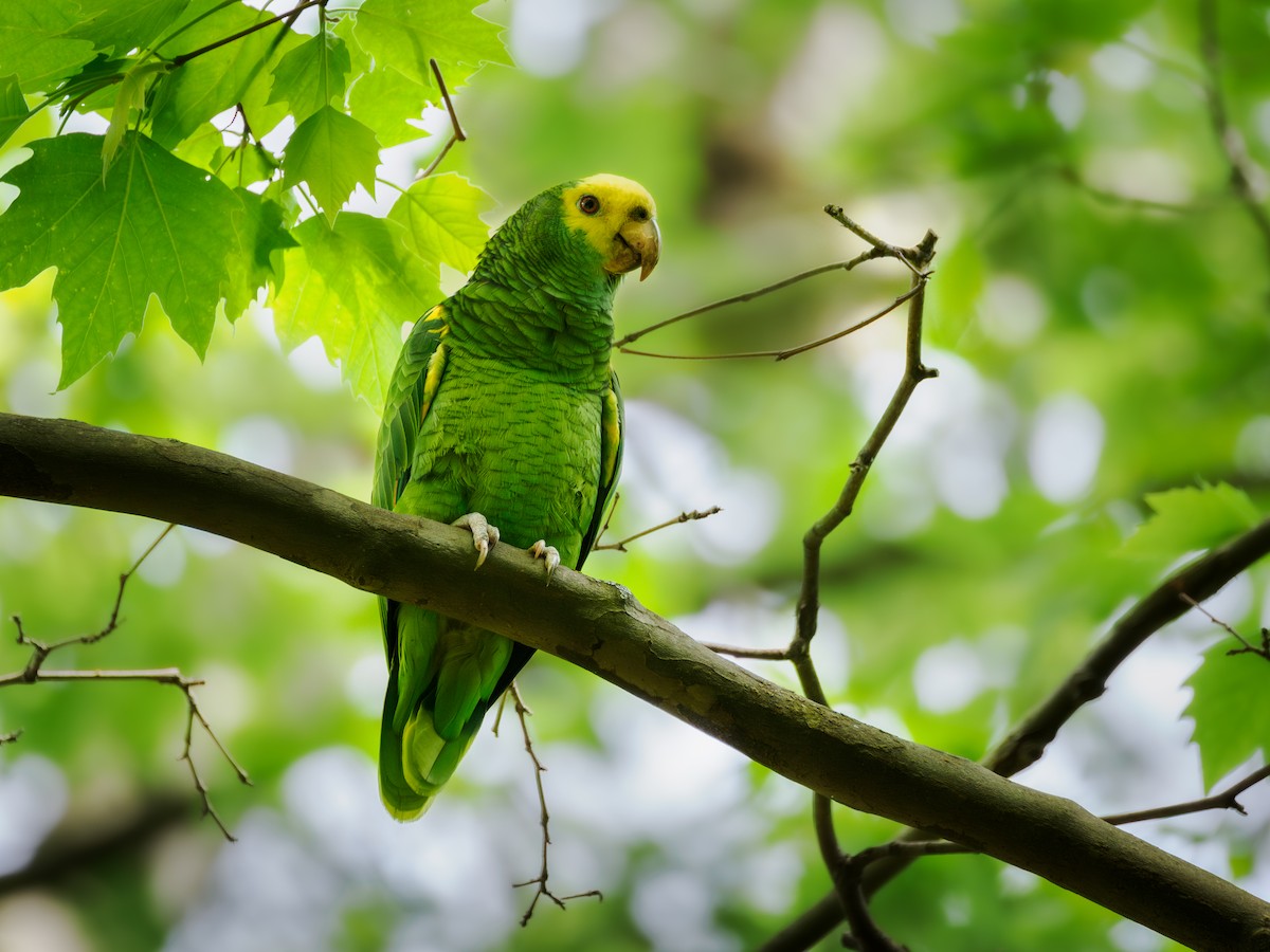 Yellow-headed Parrot - David Kaliss