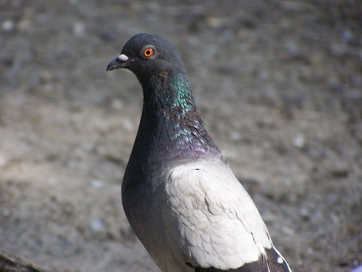 Rock Pigeon (Feral Pigeon) - Juan Pedro Medina