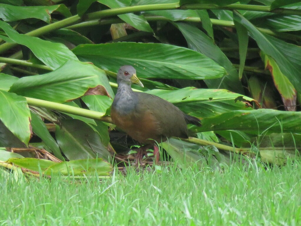 Gray-cowled Wood-Rail - ML618279570