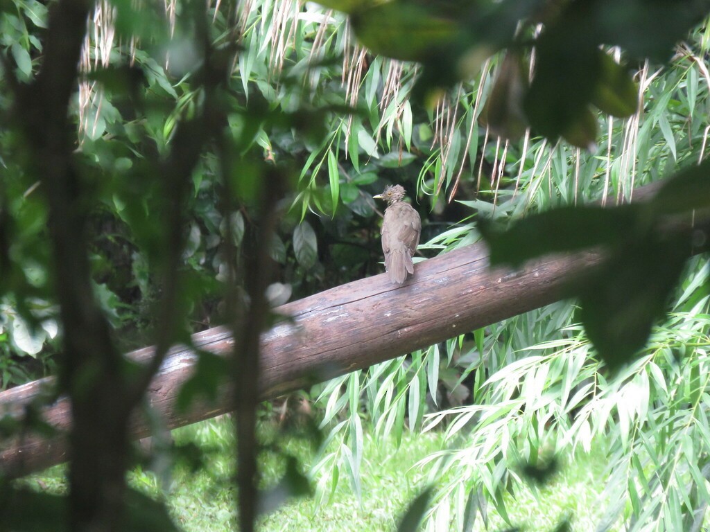 Rufous-bellied Thrush - ML618279581