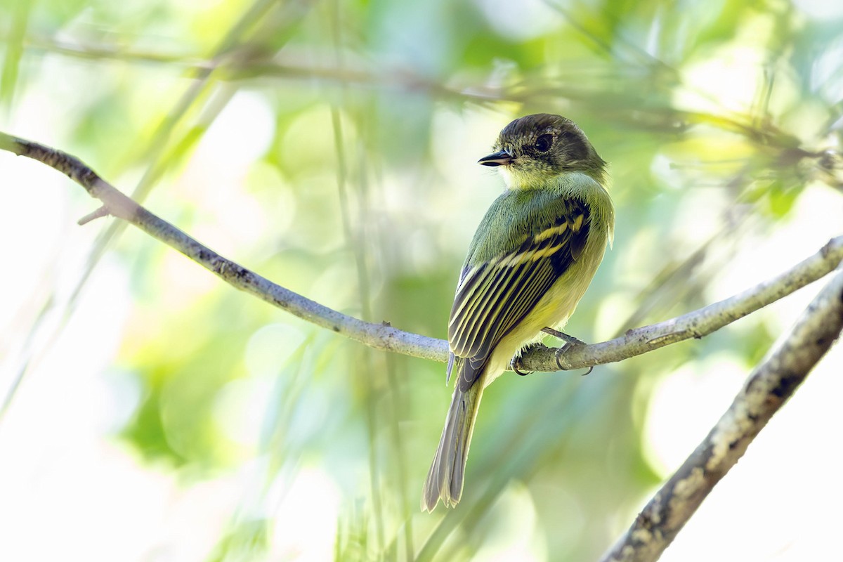 Sepia-capped Flycatcher - ML618279590