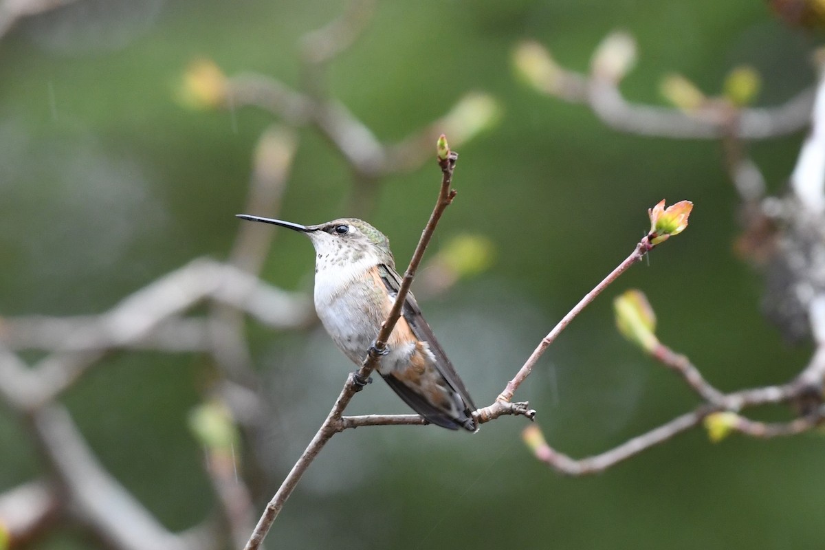 Rufous Hummingbird - Brad Hunter