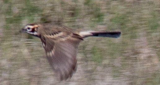 Lark Sparrow - Jim Wilson