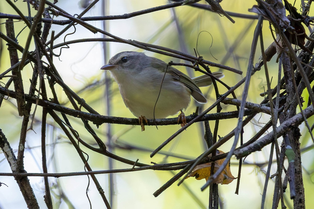 Golden-crowned Warbler - Fernando Calmon