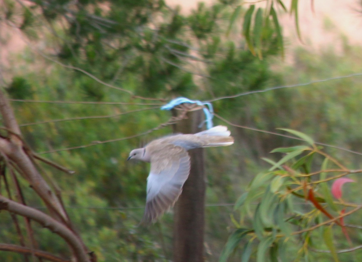 Eurasian Collared-Dove - Anelisa  Magalhães