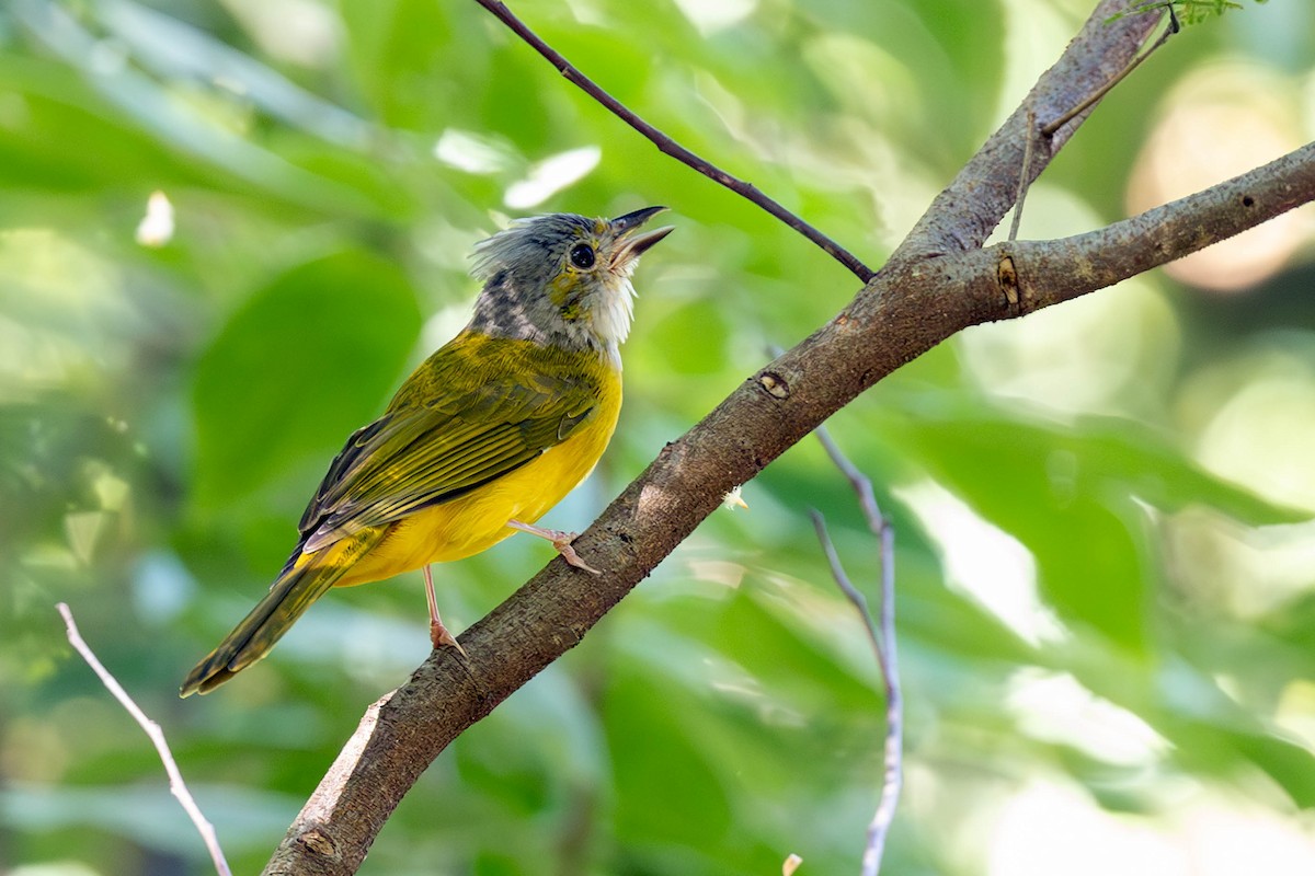 Gray-headed Tanager - Fernando Calmon