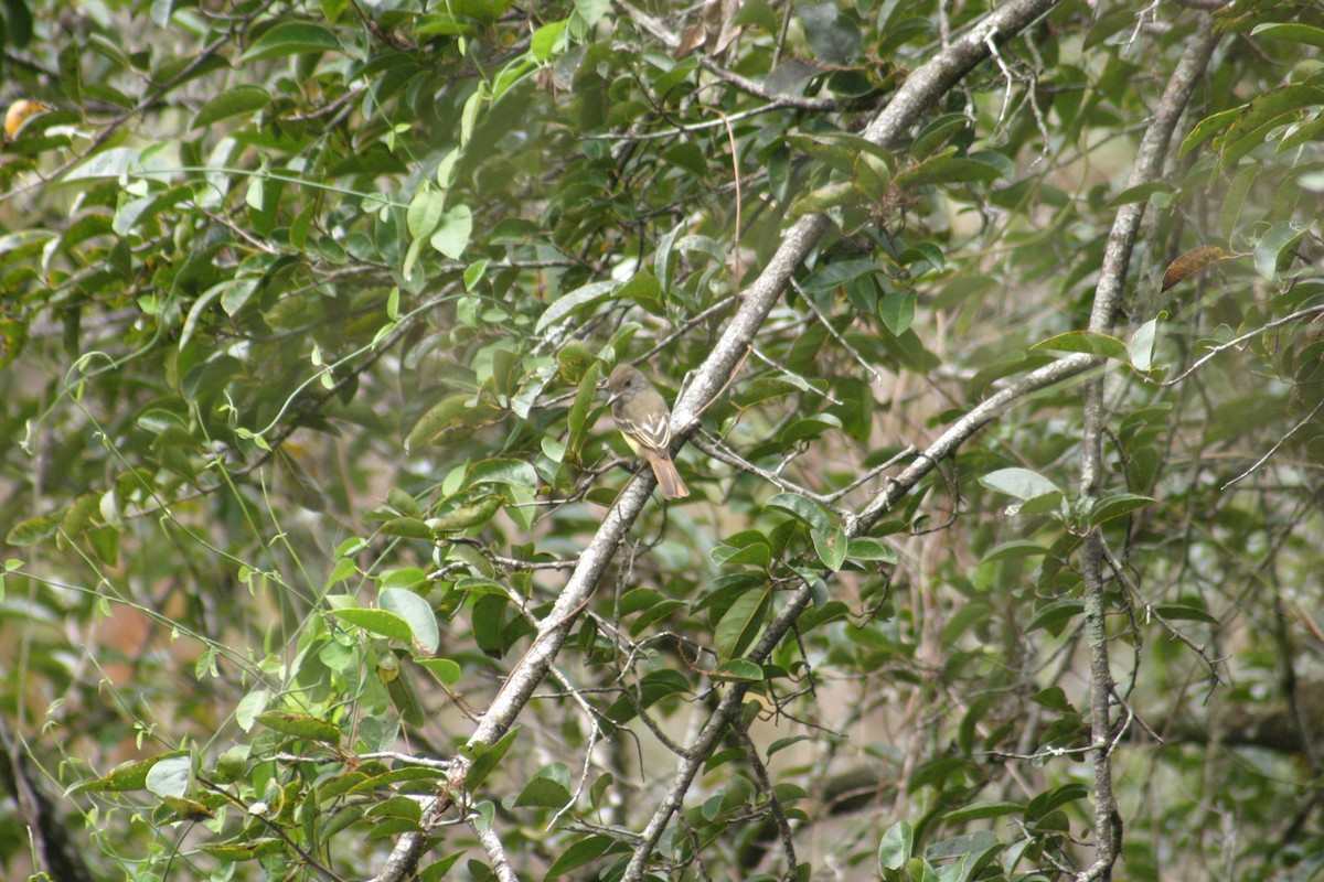 Great Crested Flycatcher - Sylvie Vanier🦩