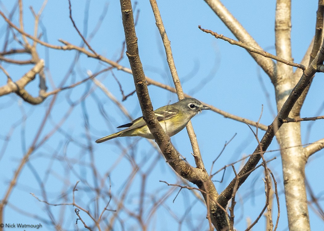 Vireo Plomizo (notius/montanus) - ML618279686