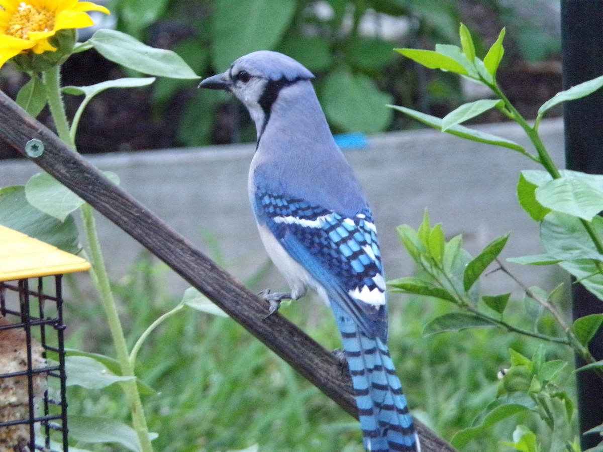 Blue Jay - Texas Bird Family