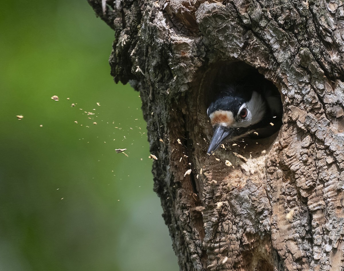 Great Spotted Woodpecker - ANASTASIYA SAMOKHINA