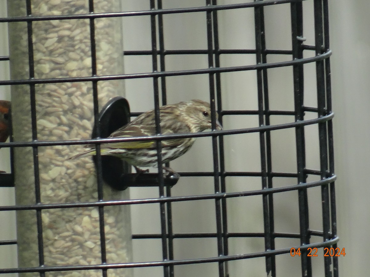 Pine Siskin - timruck ruck