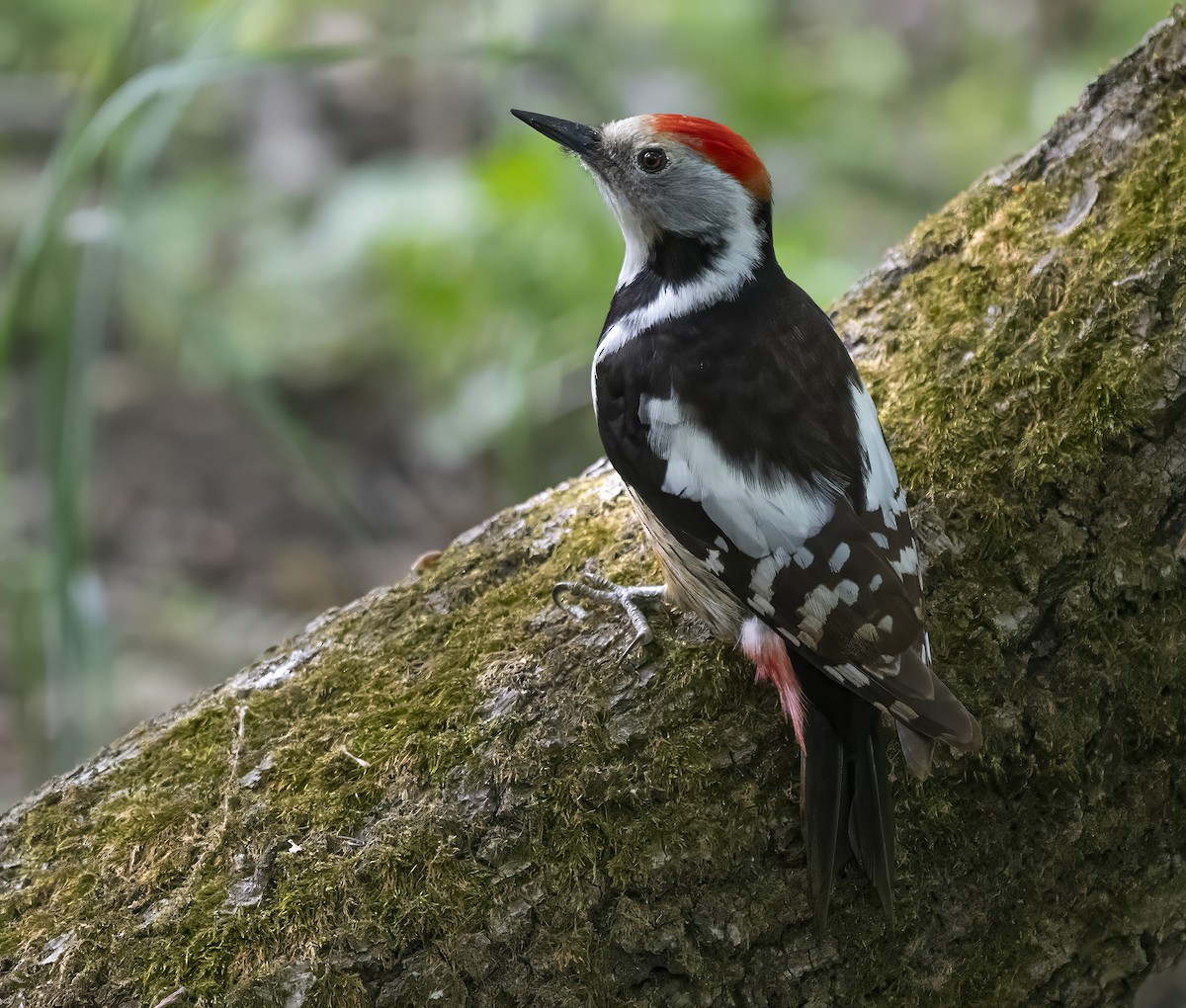 Middle Spotted Woodpecker - ANASTASIYA SAMOKHINA