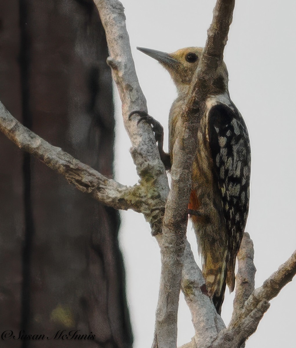 Yellow-crowned Woodpecker - Susan Mac