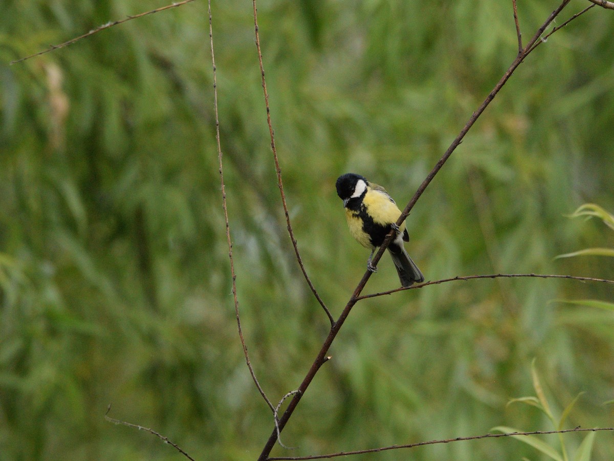 Great Tit - ML618279756