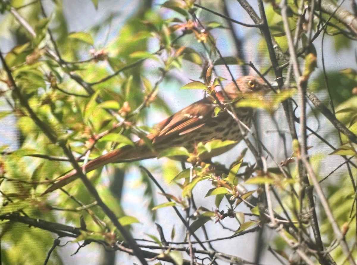 Brown Thrasher - Cheryl Rizzo