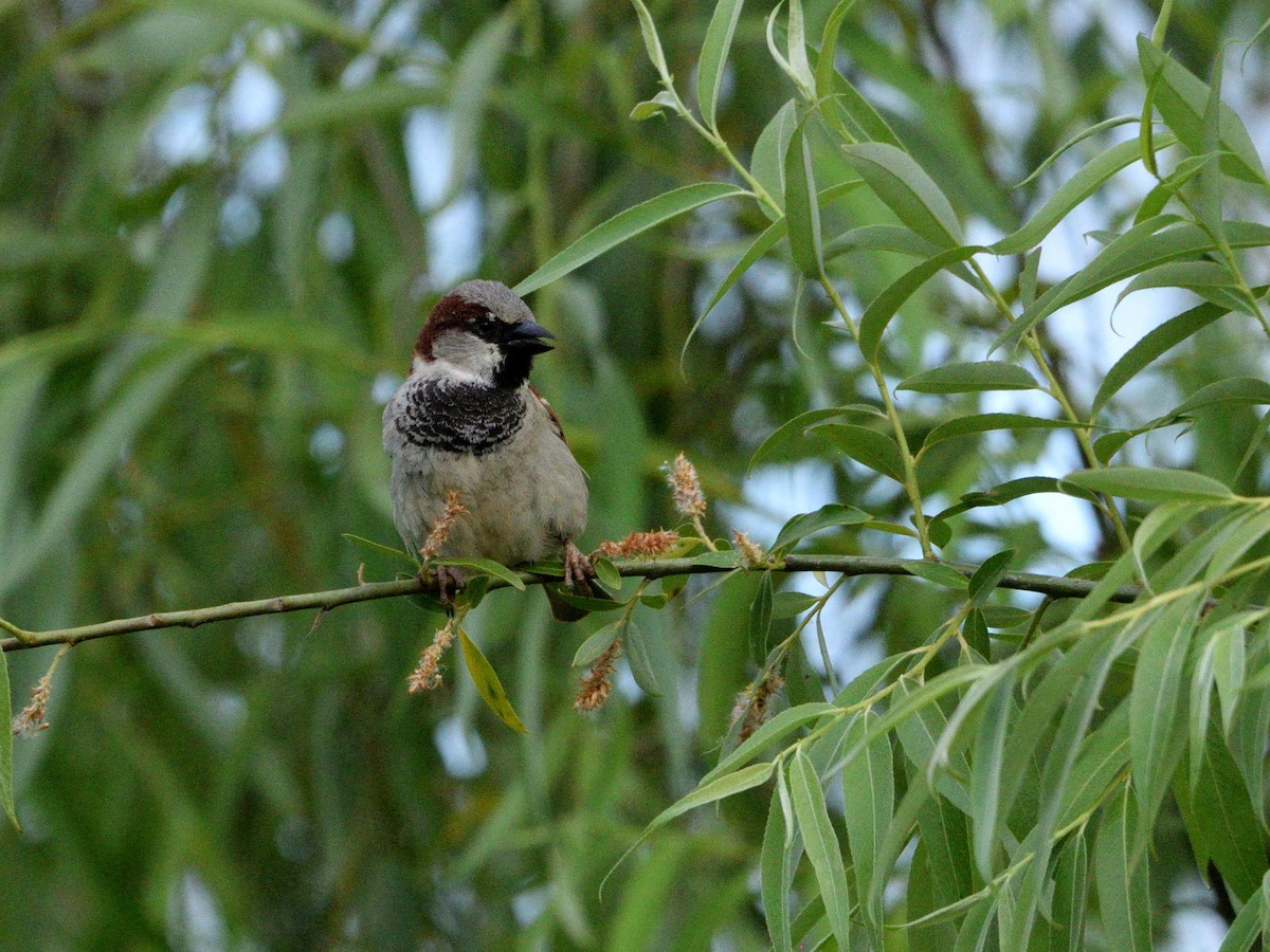 House Sparrow - Andrés Turrado Ubón