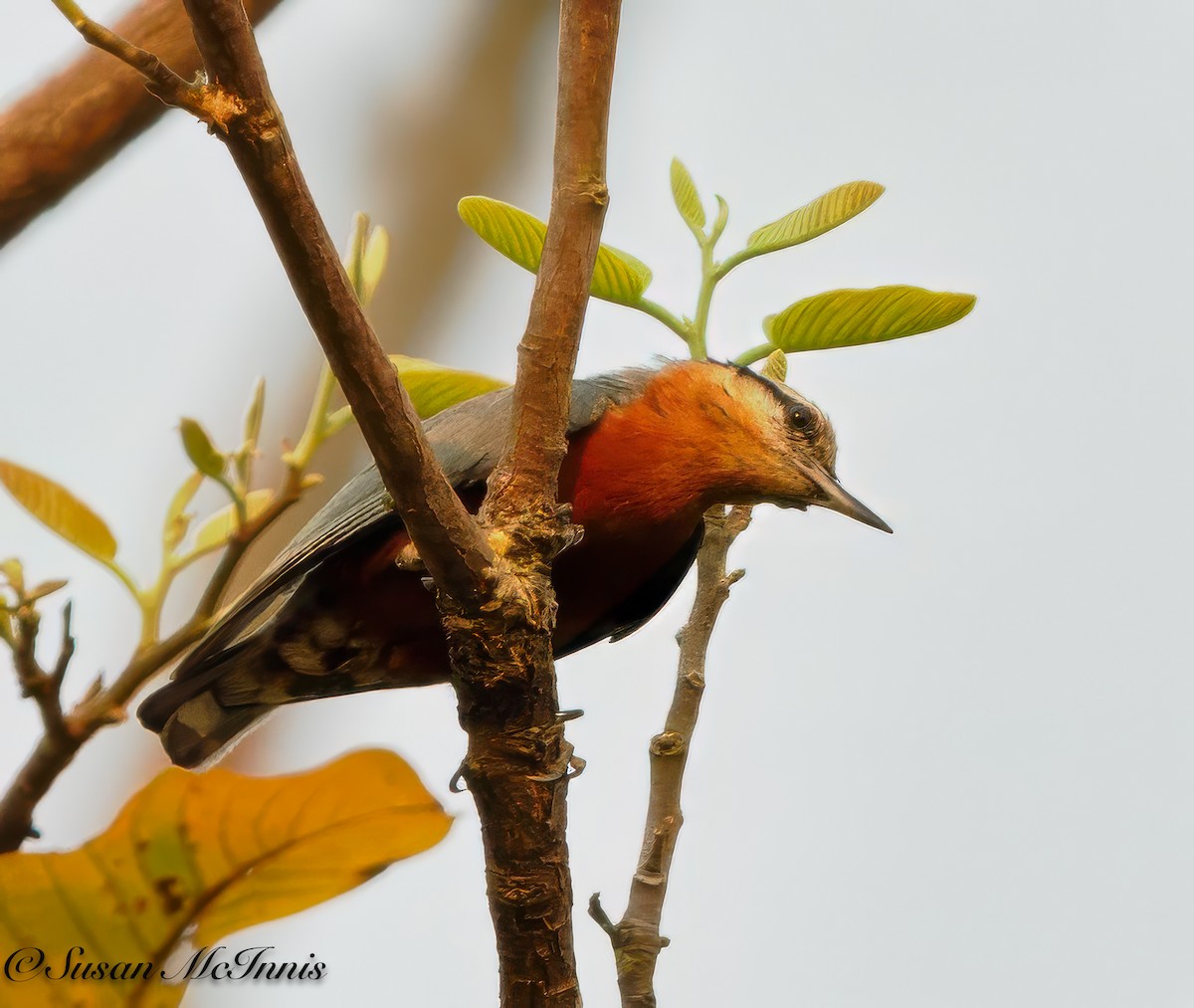 Burmese Nuthatch - Susan Mac