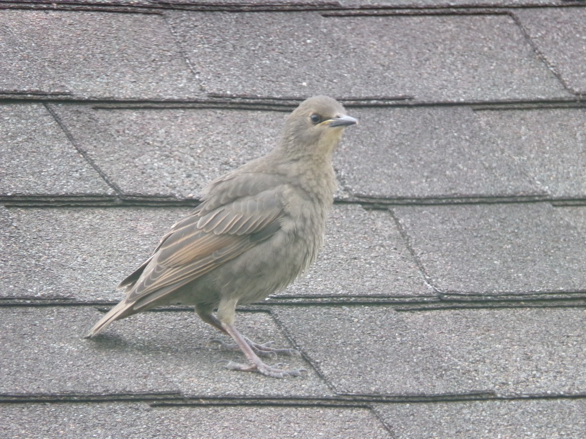 European Starling - Texas Bird Family