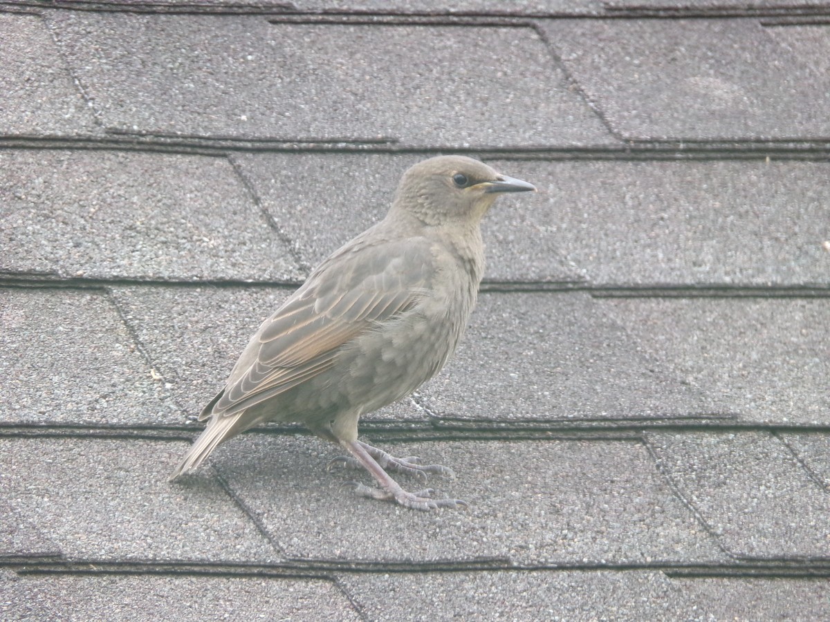 European Starling - Texas Bird Family