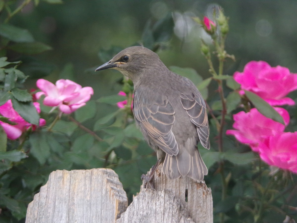 European Starling - Texas Bird Family