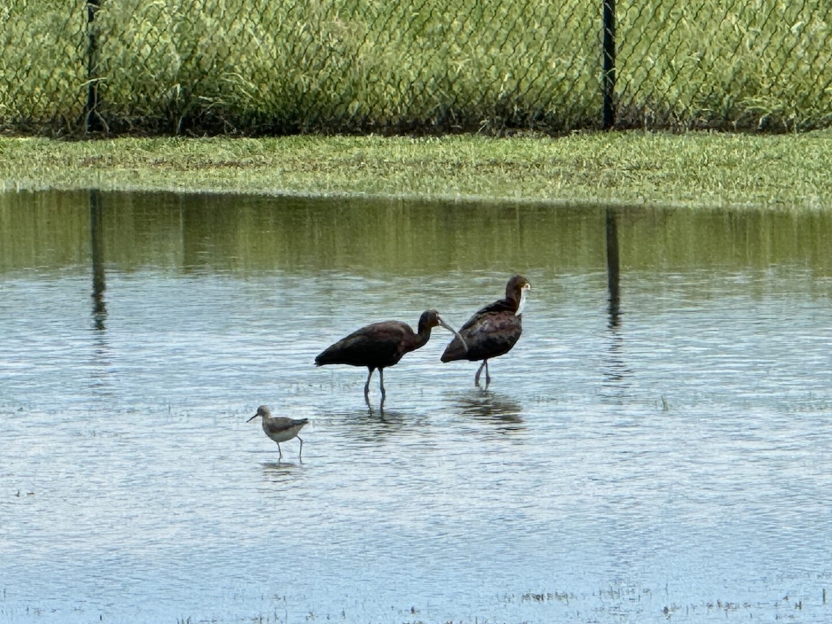 White-faced Ibis - Julie Miller-Cribbs